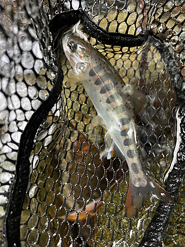 アマゴの釣果