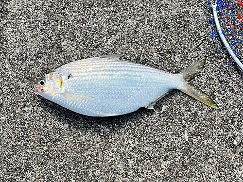 リュウキュウドロクイの釣果