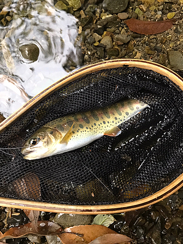 ヤマメの釣果