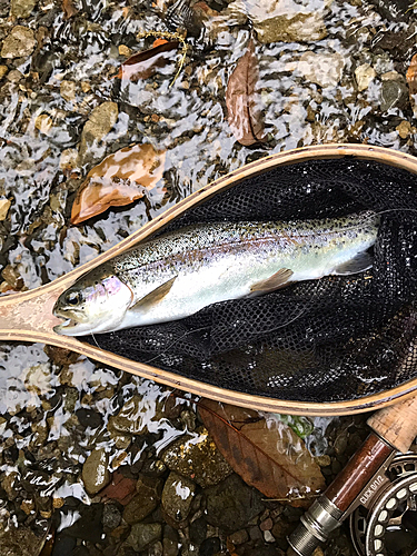 ニジマスの釣果