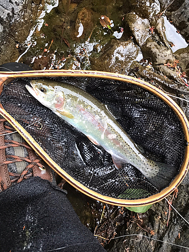 ニジマスの釣果