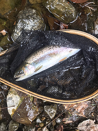 ニジマスの釣果