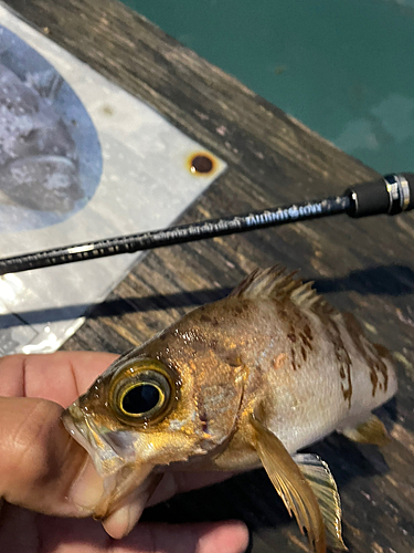 メバルの釣果