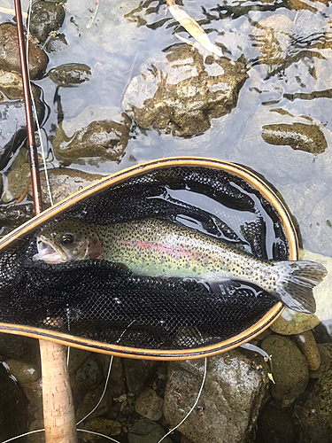 ニジマスの釣果