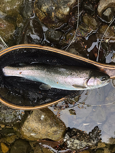 ニジマスの釣果