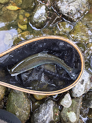 ニジマスの釣果