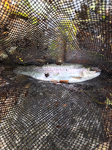 ニジマスの釣果