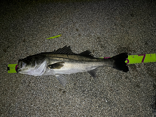 シーバスの釣果