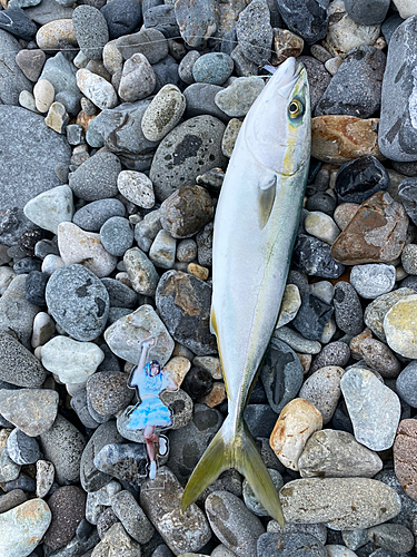 イナダの釣果