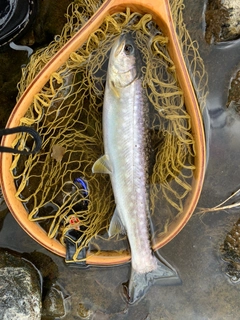 アメマスの釣果