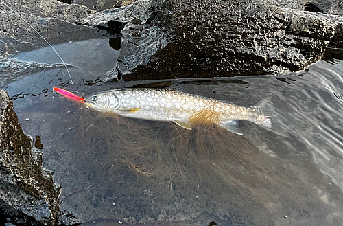 アメマスの釣果