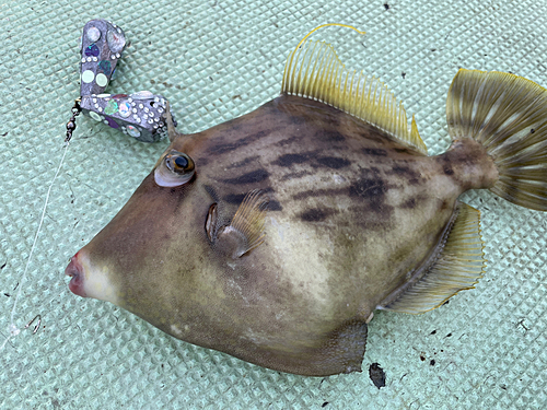 カワハギの釣果