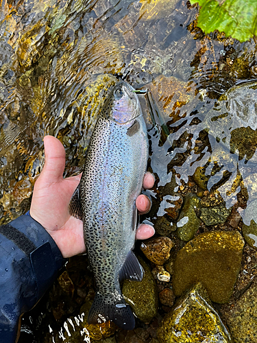 ニジマスの釣果