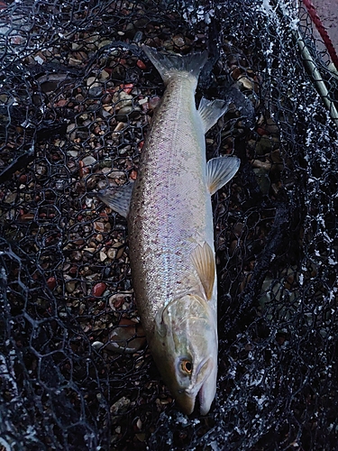 釣果