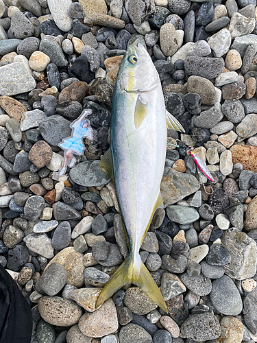 イナダの釣果