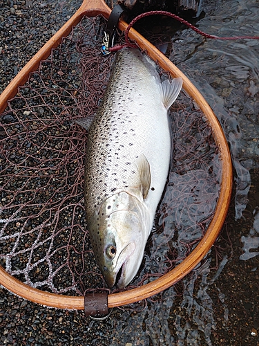 釣果