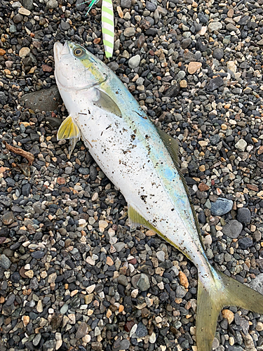 ツバイソの釣果