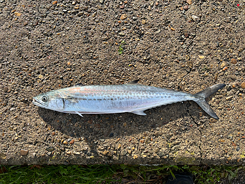 サゴシの釣果