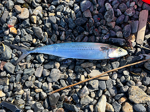 サゴシの釣果