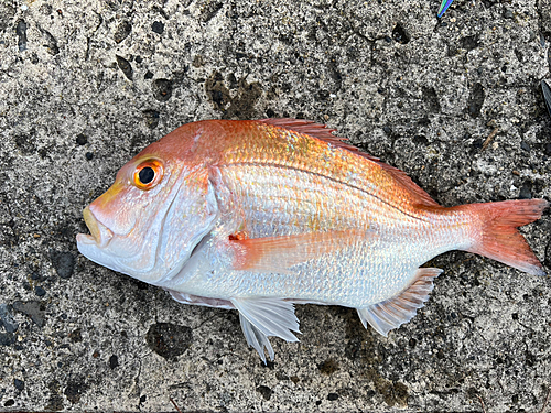 レンコダイの釣果