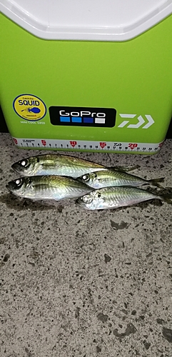 アジの釣果