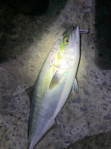 メジロの釣果