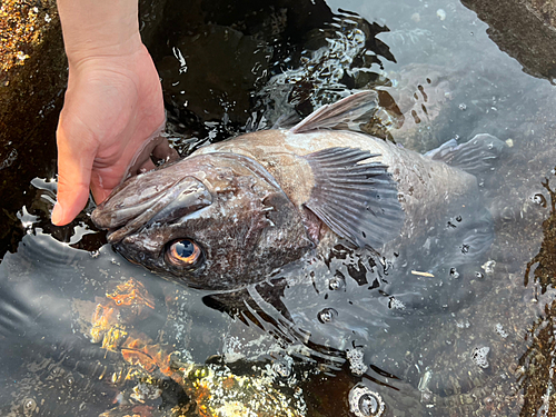 クロソイの釣果