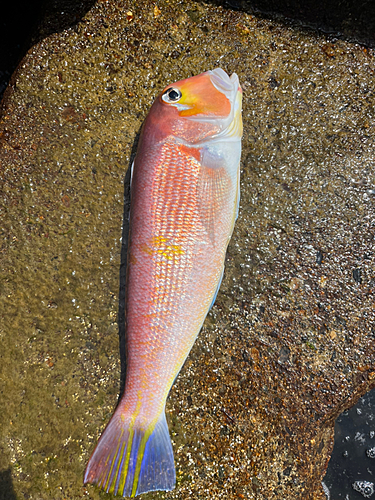 アカアマダイの釣果