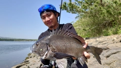 クロダイの釣果