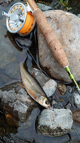 ウグイの釣果