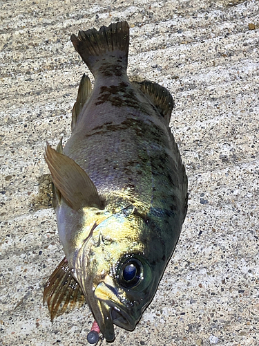 メバルの釣果