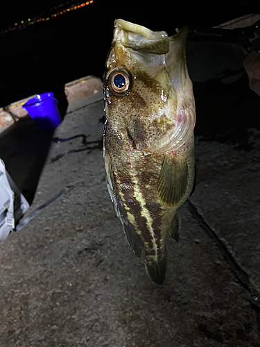 シマゾイの釣果