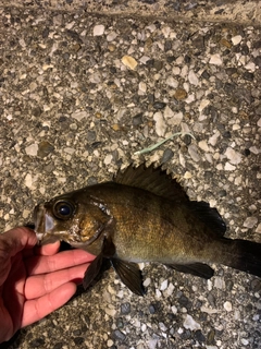 シロメバルの釣果