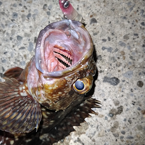 カサゴの釣果