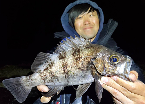 シロメバルの釣果