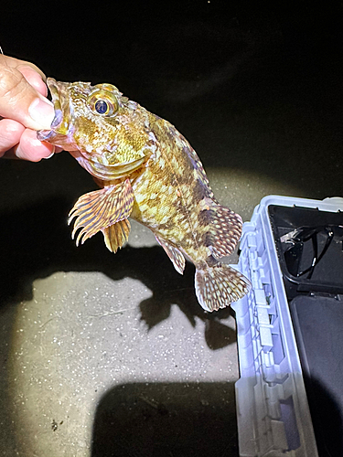 カサゴの釣果