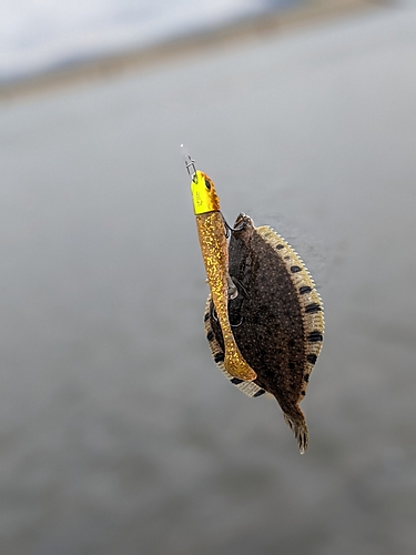 ヌマガレイの釣果