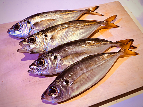 アジの釣果