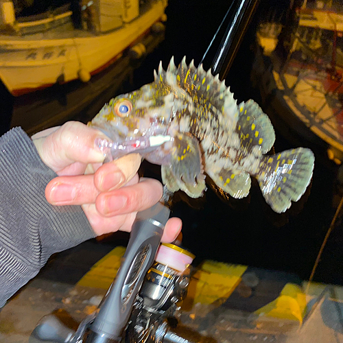 オウゴンムラソイの釣果