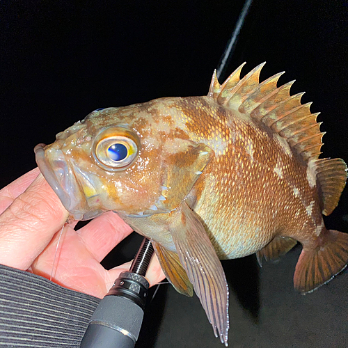 ガヤの釣果