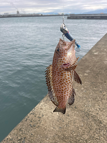 オオモンハタの釣果