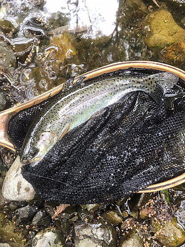 ニジマスの釣果