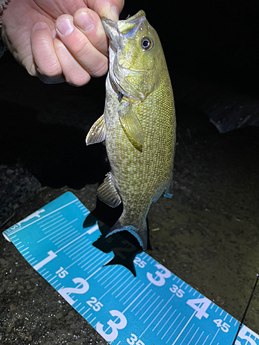 スモールマウスバスの釣果