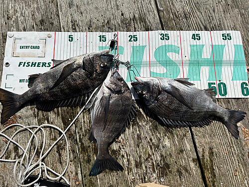 クロダイの釣果