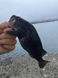 キツネメバルの釣果