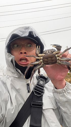 モクズガニの釣果