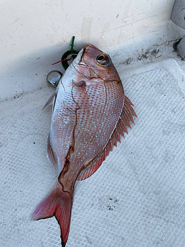 マダイの釣果