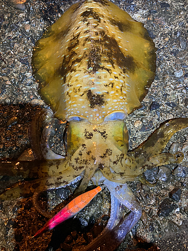 アオリイカの釣果