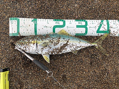 イナダの釣果