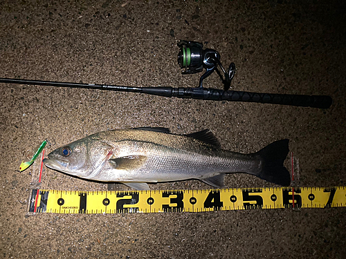 シーバスの釣果